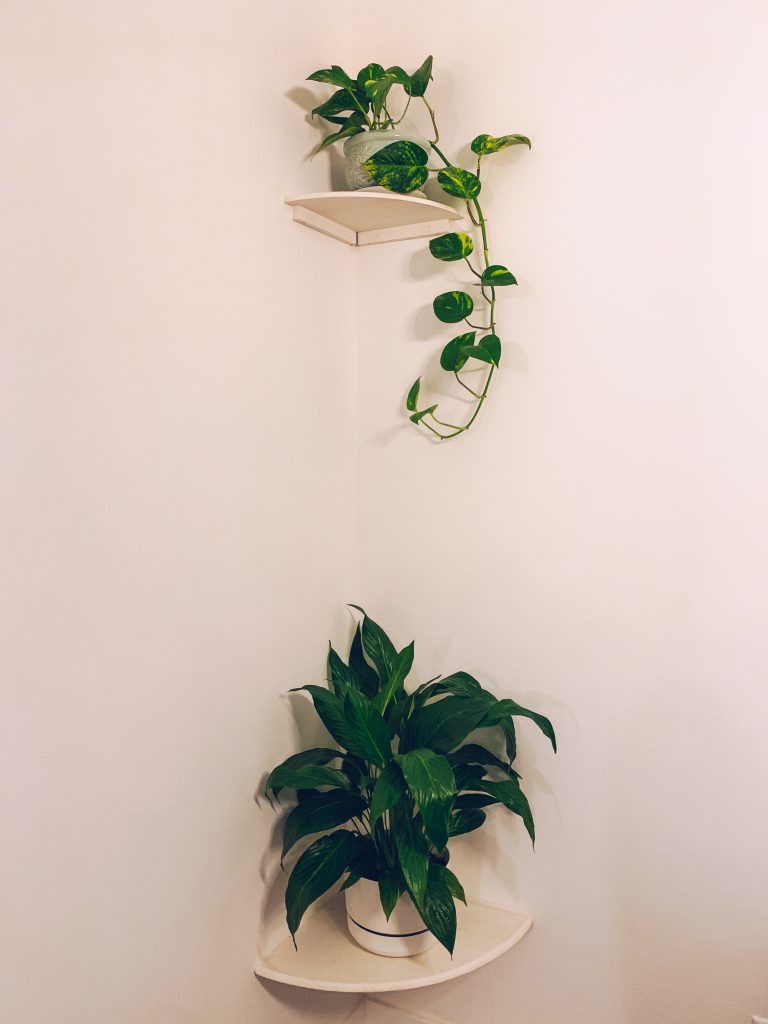 Finding Your (Houseplant) Match, indoor plants, apartment living, living in an apartment, downtown winnipeg apartment living. winnipeg apartments, apartments in winnipeg, indoor plants, winnipeg apartment indoor plants